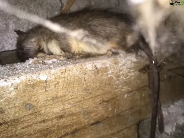 Dead Rat Removal Rush Creek
